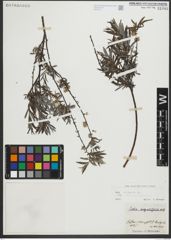 Foto von Salix repens subsp. rosmarinifolia (L.) Andersson